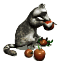 raccoon_eating_apple_md_wht